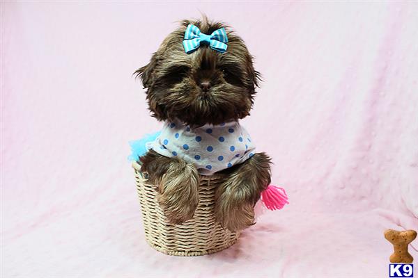 lvpuppyheaven Picture 3